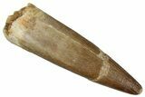 Fossil Plesiosaur (Zarafasaura) Tooth - Morocco #349834-1